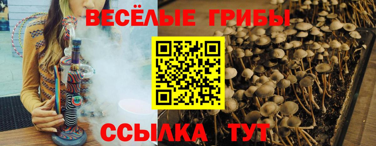 Псилоцибиновые грибы ЛСД  Вход с VPN  Гуково  что такое   Галлюциногенные грибы прущие грибы 